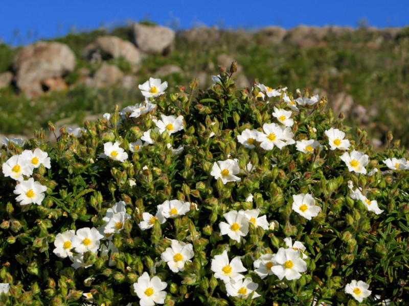 CistoMarino