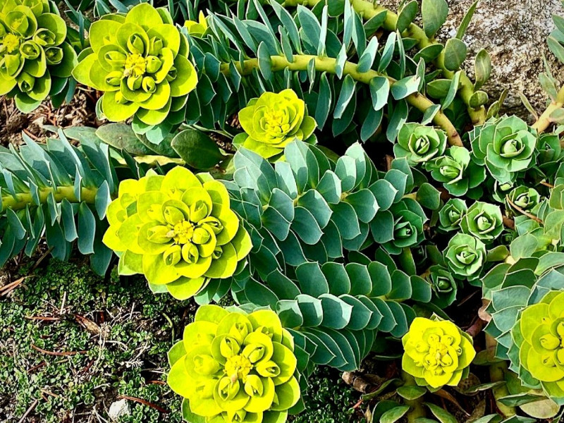 Euforbia