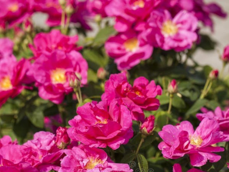 RosaGallica